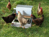 Standard Grandpa Chicken Feeder