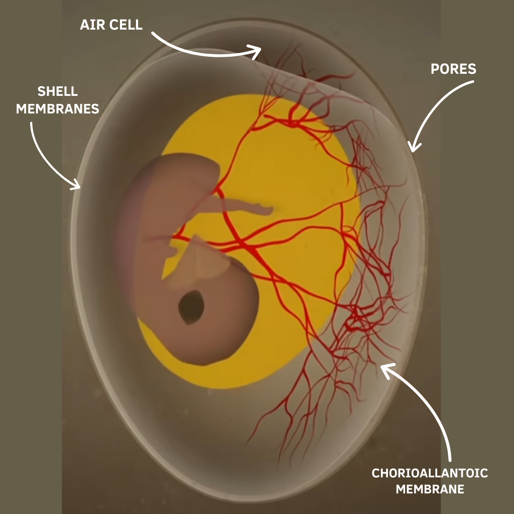 How Chickens Get Oxygen Inside the Egg