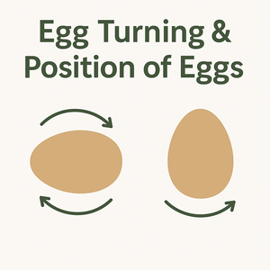 Incubation Tips and Tricks Week 4 - Turning and Positioning of Eggs