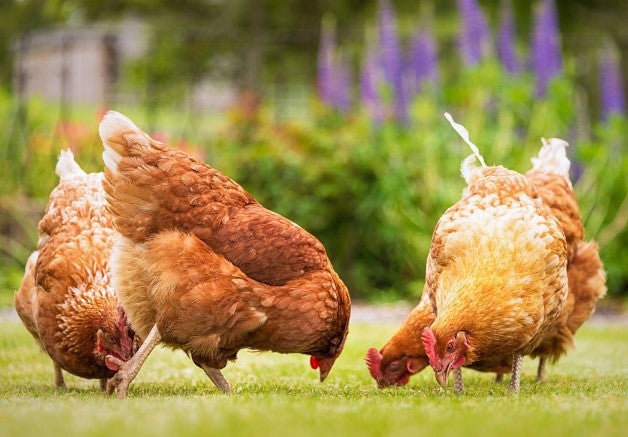 Chickens Feeding Habits