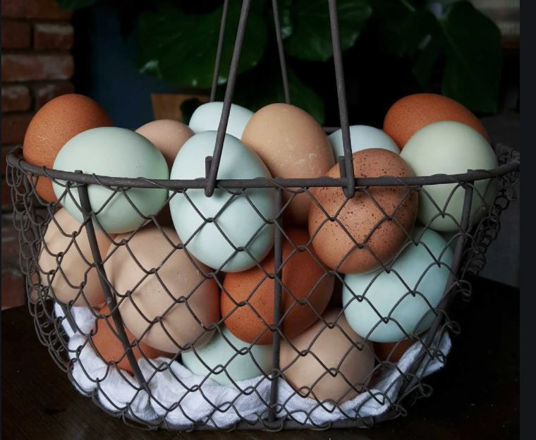 Should Eggs be Cleaned before incubating?