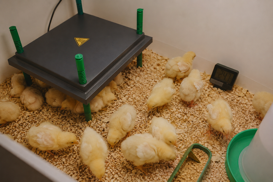 From Hatch to Coop