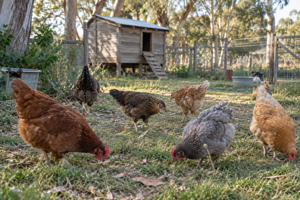 From Hatch to Coop: Raising Strong, Healthy Chicks
