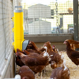 Bainbridge Chook Tower - Feeder