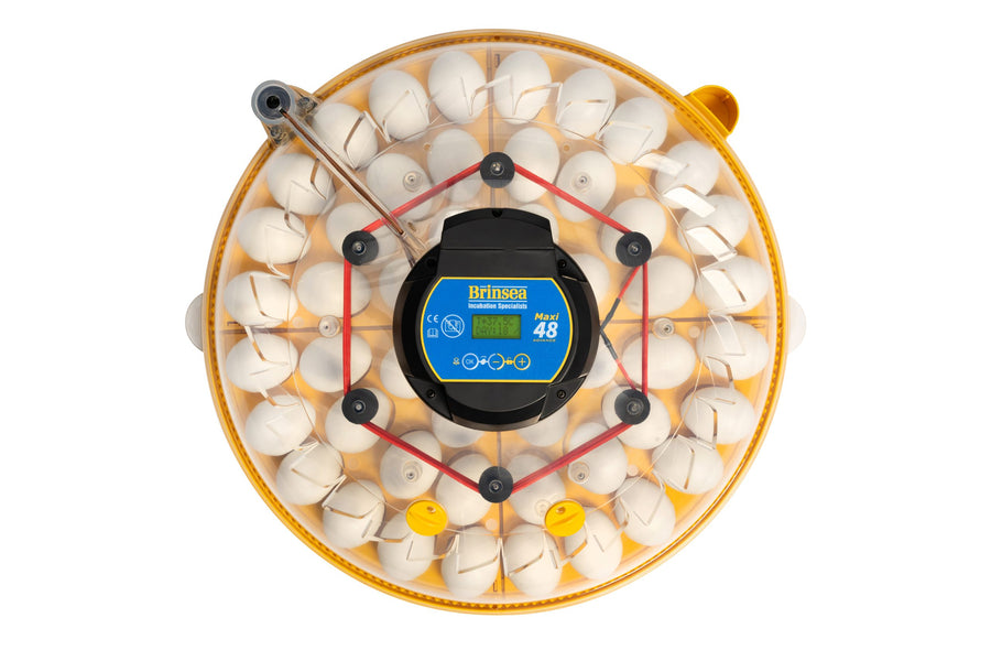 Brinsea Maxi 48 Advance 48 Egg Incubator