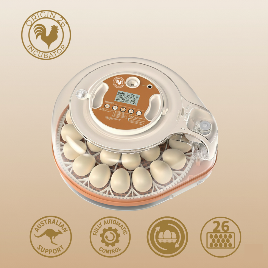 Origin 26 egg incubator with a clear domed lid, full of white eggs, with the digital control panel on top
