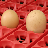 Rivers Eggtech 12 Egg Incubators – Manual/Automatic: