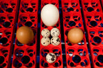 BOROTTO REAL 49 INCUBATOR - AUTOMATIC
